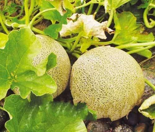 兰州最新瓜爆料,揭秘最新瓜种背后的故事 第1张 兰州最新瓜爆料,揭秘最新瓜种背后的故事 第1张